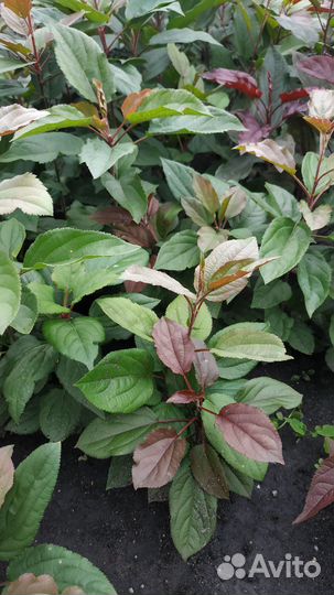 Яблоня Недзвецкого