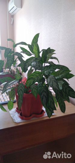 Комнатные цветы