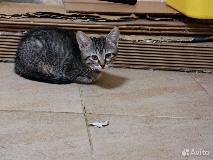 Кошка