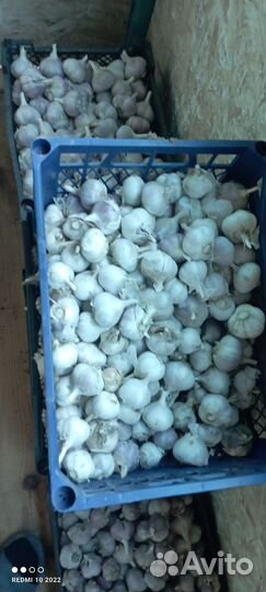 Лук, чеснок