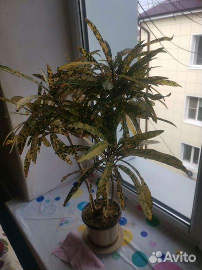 Фикус Бенжамина и Кротон