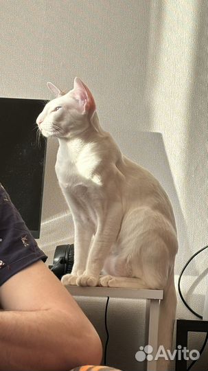 Кот вязка