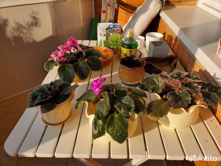 Фиалки кашпо горшки