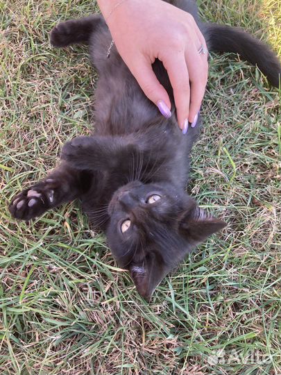 Котята