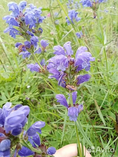 Байкал онлайн