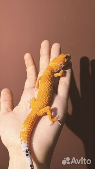 Эублефар самка