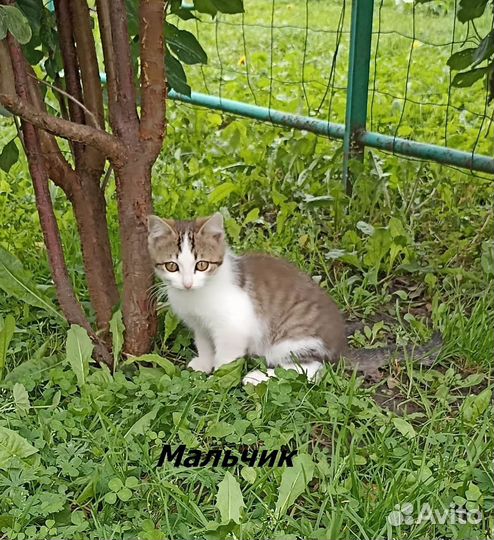 Сибирские котята