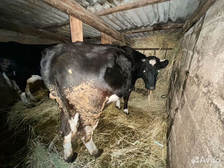 Продам телку