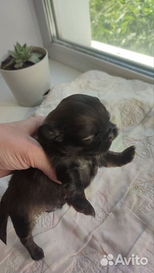 Щенки пекинеса