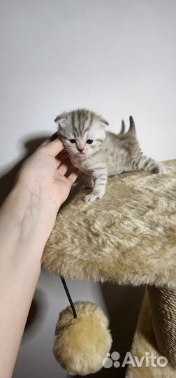 Кошки