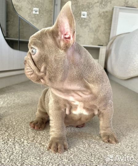 Мальчик Isabella Newshade