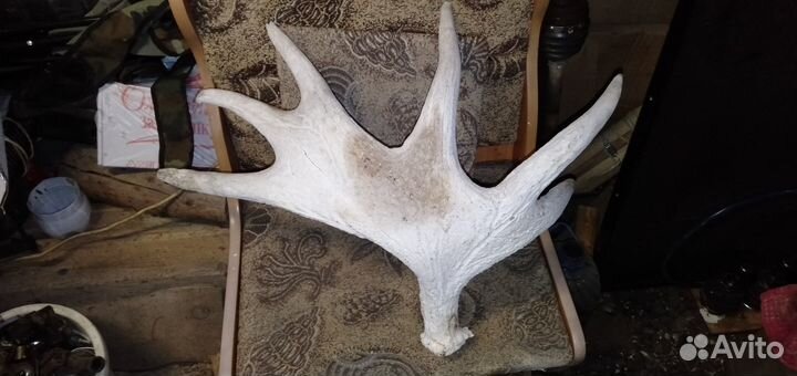 Оленьи рога