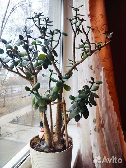 Денежное дерево