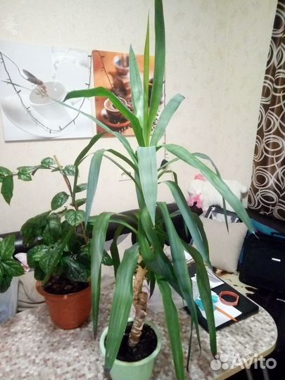 Пальма юкка