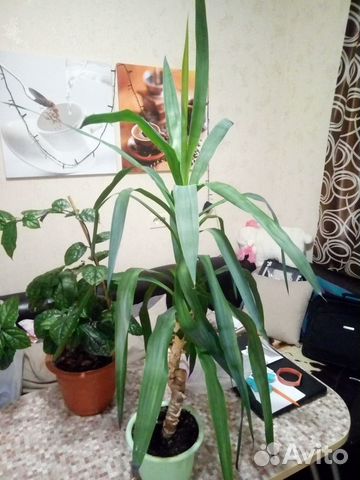 Пальма юкка