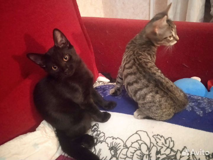 Серый тигрик,полосатик.Котя 4 мес. На счастье