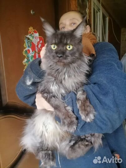 Кошки в добрые руки