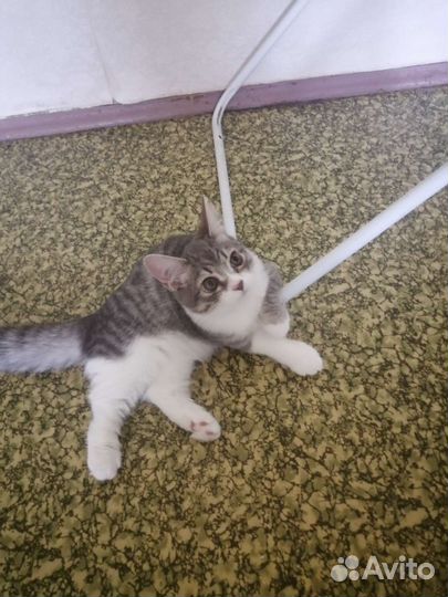 Котята домашние