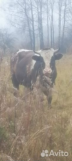 Корова на мясо и бык