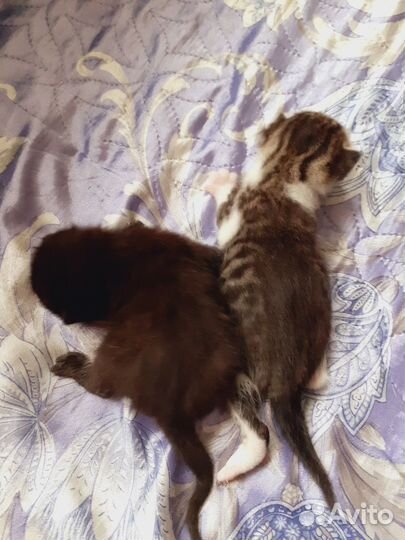 Котята (2 девочки)