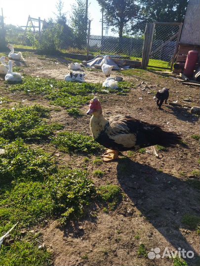 Мускусные утки