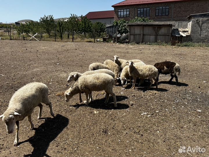 Овцы матки ягнята бараны