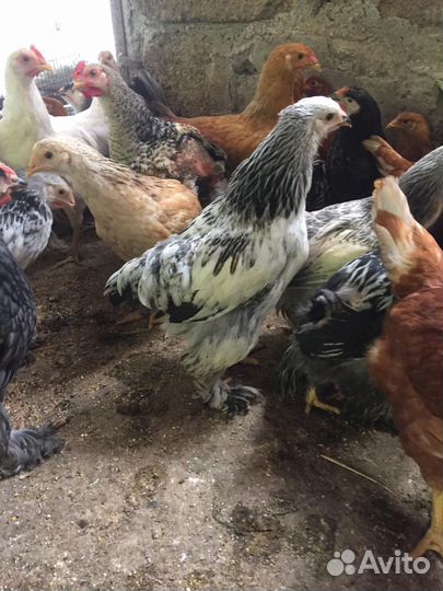 Цыплята брама