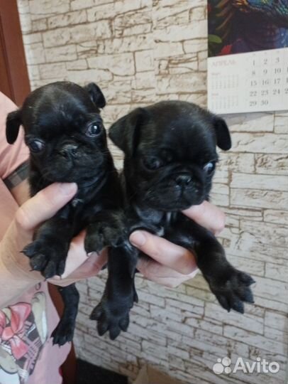 Щенки мопса