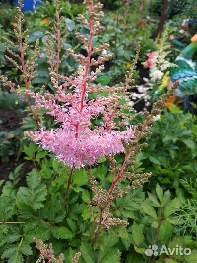 Многолетники