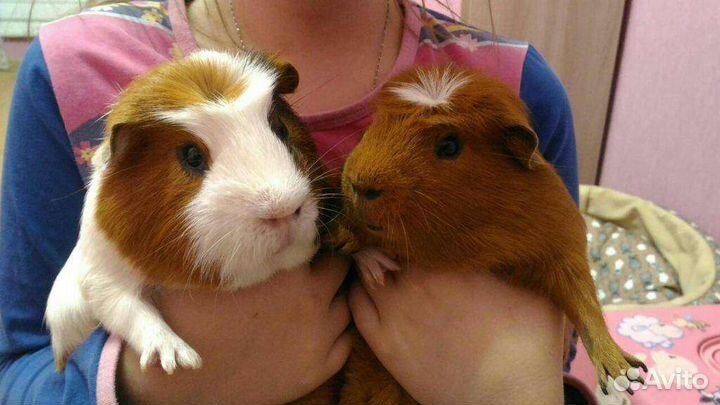 Ратолог специалист по грызунам