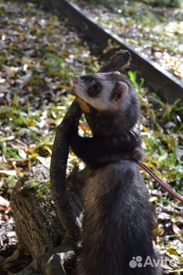 Хорек с клеткой