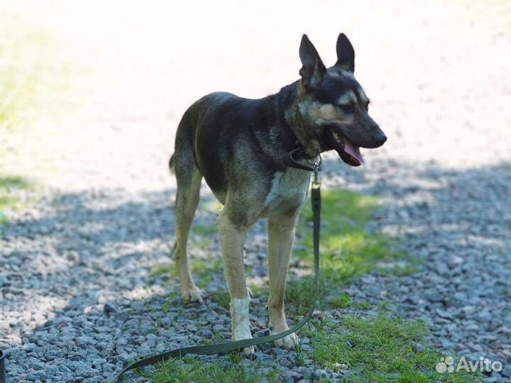 Собака в добрые руки отдам бесплатно