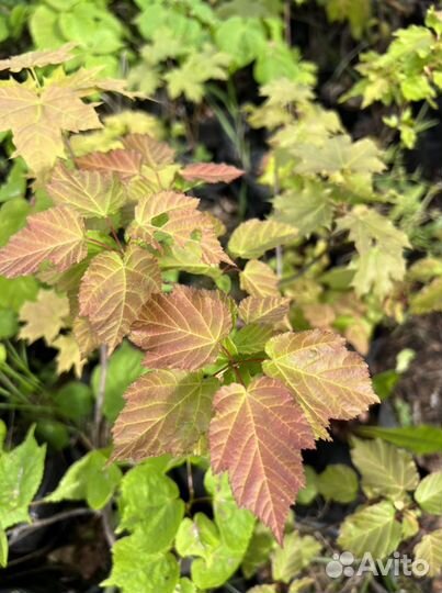 Клен татарский гиннала