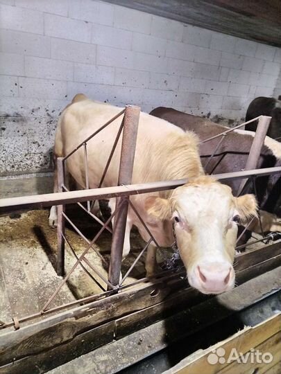 Быки на мясо