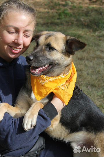 Собака в добрые руки