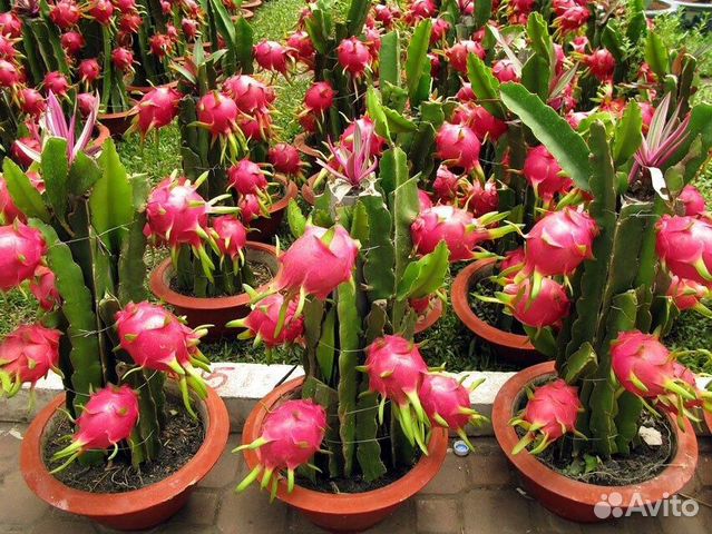 Питахайя- драконий фрукт