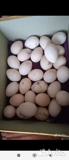 Яйца индюков