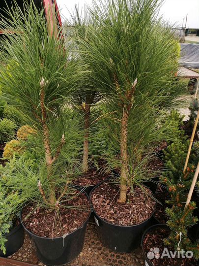 Сосна чёрная декоративная