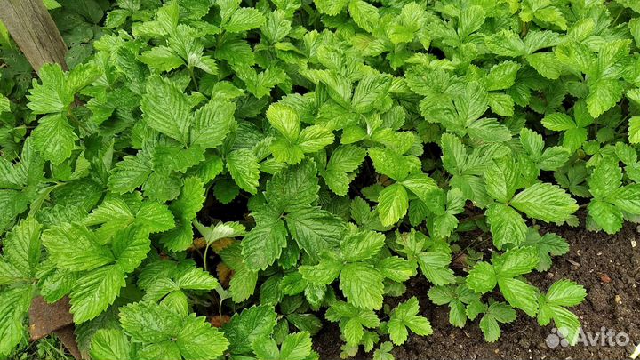 Саженцы земляники