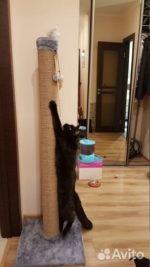 Когтеточка Мощная Pro