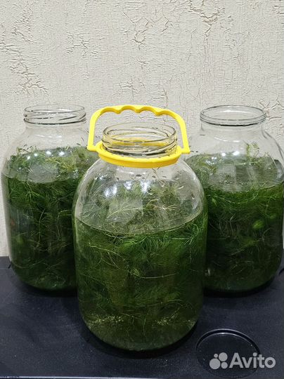 Роголистник в аквариум