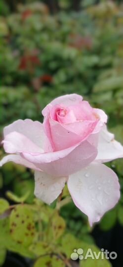 Саженцы акционных роз