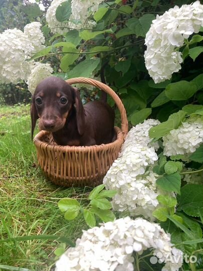 Миниатюрная такса