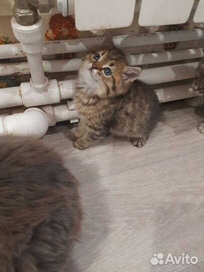Кошка в дар