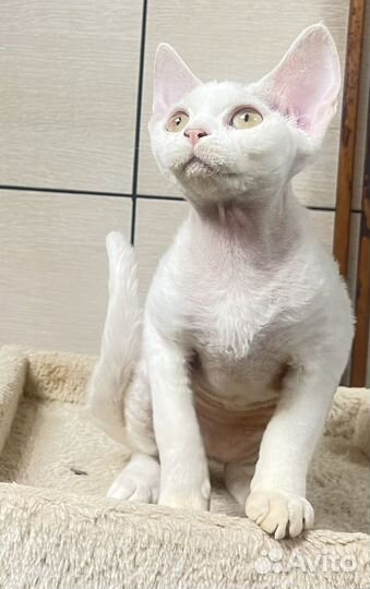 Девон-рекс кошка