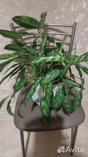 Аглаонема мария