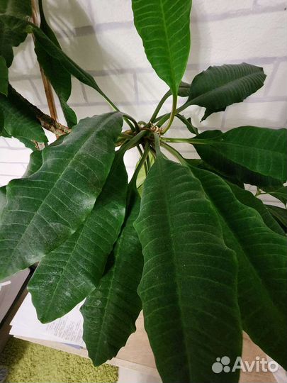 Молочай беложилковый комнатное растение высокое