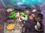 Улитки ахатины с аквариумом для обитания