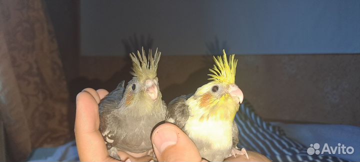 Попугай корелла птенец