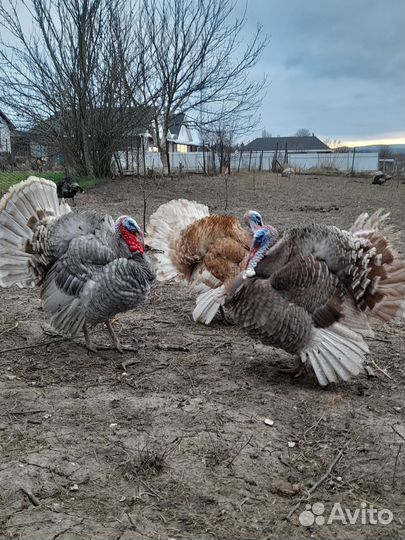 Индюки на разведение. Инкубационное яйцо